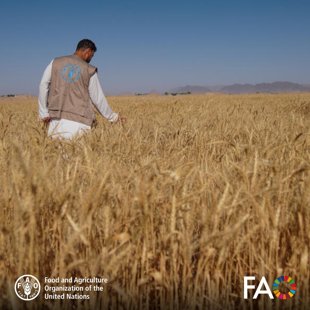 FAOAIMS's tweet image. 🌱 A big welcome to 21 new data providers joining the #AGRIS Network from the following countries!
🇺🇦
🇮🇳
🇬🇭
🇦🇷
🇿🇦
🇹🇿
🇰🇿
🇪🇹
🇩🇰
🇪🇸
🇨🇿
🇫🇮
🇦🇷
🇵🇹
Your contributions help grow a global, open knowledge hub advancing agricultural research.
Discover more fao.org/agris/news/wel…