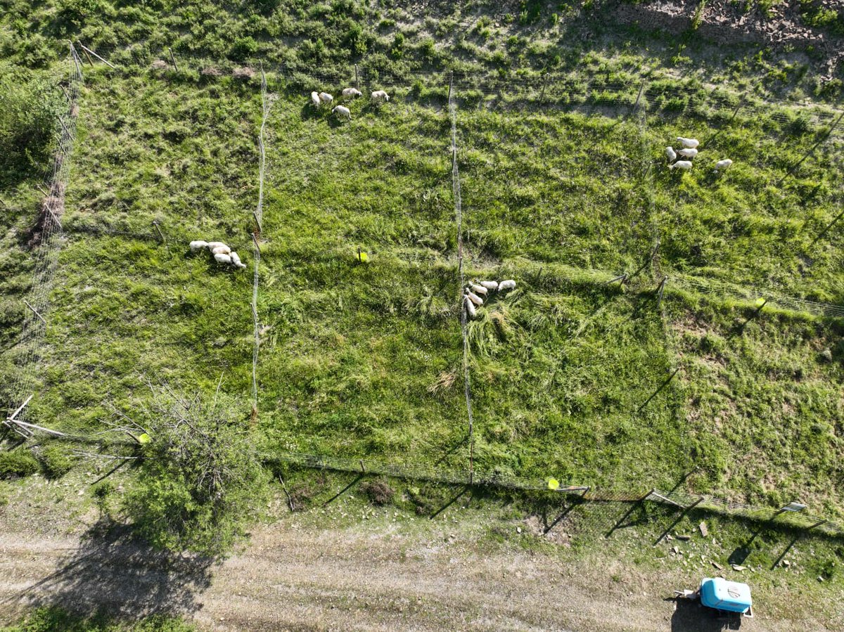 CITAAragon's tweet photo. 👉Introducción y salida de vacas 🐄y ovejas🐑 a las correspondientes parcelas (pinar, chopera y aliagar) de La Finca La Garcipollera en el marco del Proyecto #LIFE #PYRENEES4CLIMA⛰️
@LIFEprogramme
@GobAragon https://t.co/AHqhheCzvw
