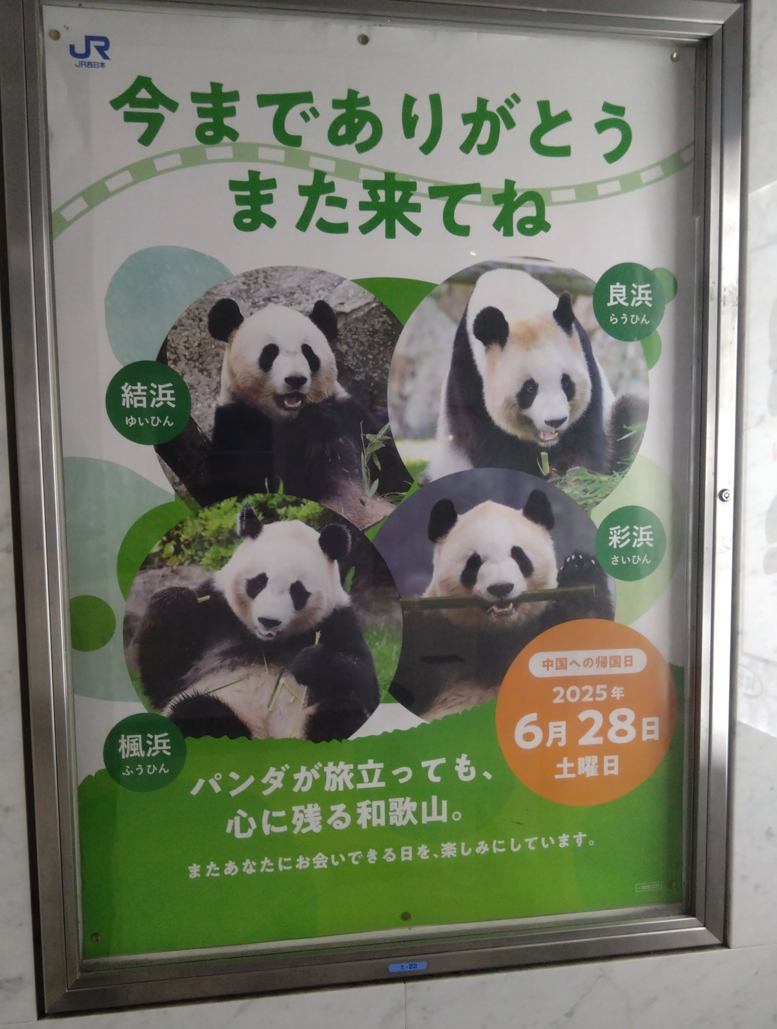 ジャイアントパンダ 　ポスター(昭和当時品) まるさ on X: 
