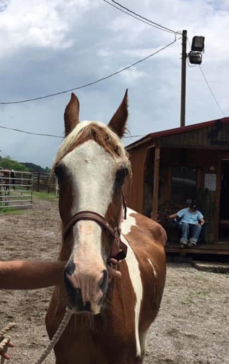 Sprinkle is up next praying for a miracle!! This guy is so young and has already been through so much. He is underweight and needs help!! Sprinkles deadline is quickly approaching and he desperately needs your help!! 

paypal.com/donate/?campai…