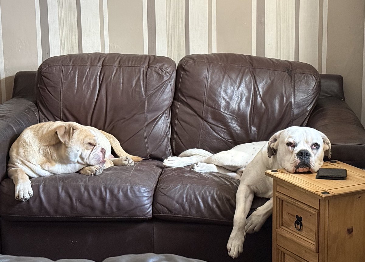 Socially_awkcos's tweet photo. I have blessed your sight with these cuties Winston and Casper https://t.co/JdflaTITgu