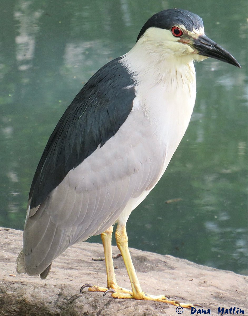 Black-crowned Night Heron at the Central Park Pond. #birdcpp