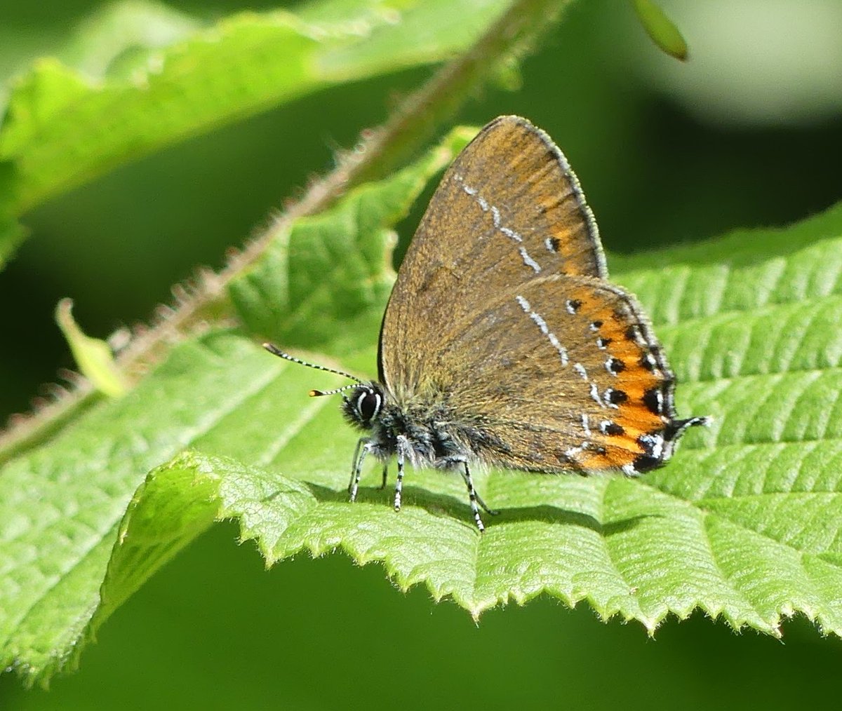 Kevin (@north_bucks123) on Twitter photo Black hairstreak.. Milton Keynes.. another one seen yesterday, massive year for BH. Crazy to think I'm much more likely to see these nowadays rather than Small tortoiseshell... <a href="/UpperThamesBC/">BC Upper Thames</a> #Butterflies #NaturePhotography Black hairstreak.. Milton Keynes.. another one seen yesterday, massive year for BH. Crazy to think I'm much more likely to see these nowadays rather than Small tortoiseshell... <a href="/UpperThamesBC/">BC Upper Thames</a> #Butterflies #NaturePhotography