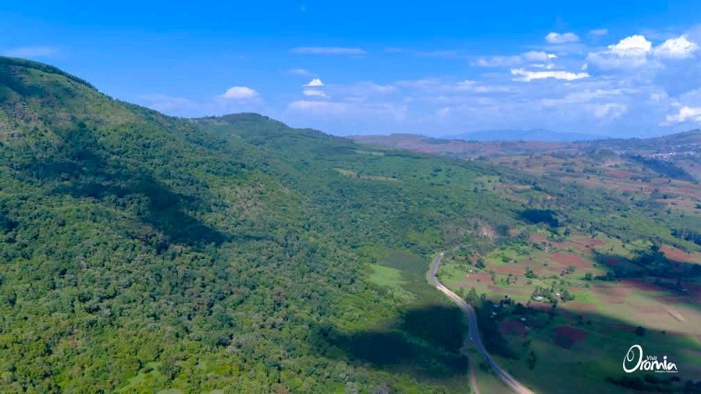 VisitOromia's tweet photo. Just 7 km outside of Gedo town, we came across Gurraa Forest. A stunning mountain covered in lush forest and surrounded by beautiful landscapes.
📌 Guurraa Forest
Oromia Forest and Wildlife Enterprise
Ethiopia Land of Origins
#visitOromia #VisitEthiopia #forest #WesternRoute https://t.co/BetW4SltZZ