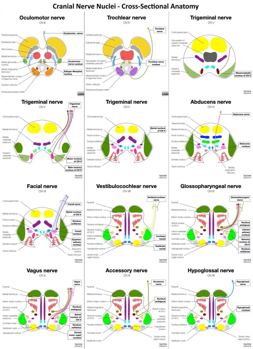 Cranial nerves