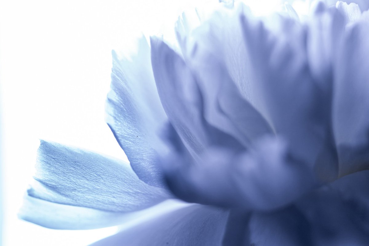 oysm1's tweet photo. In the hush between heartbeats, snow remembers what we forget. — “snow knows” (Zudodon.P)
#SnowKnows #ZudodonP #PhotoPoetry
#WhisperInWhite #MacroStillness #PetalSilence
#FrozenLight #SoftFocusDream #花と音楽 #静かな写真 https://t.co/F2M3NfePdC