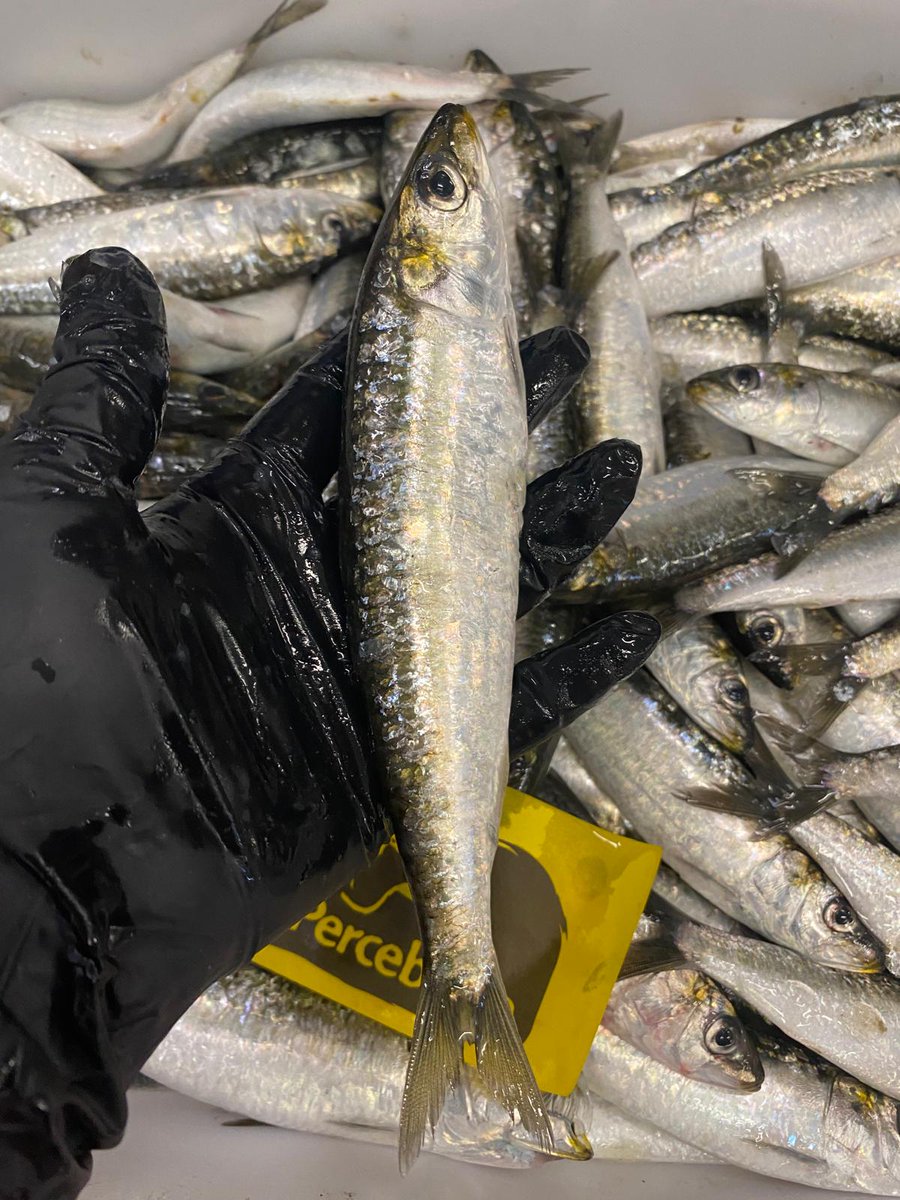 Se acerca San Juan…¿Ya has hecho tu pedido de sardinas? 🔝🔝🔝 
🛒 opercebeiro.com