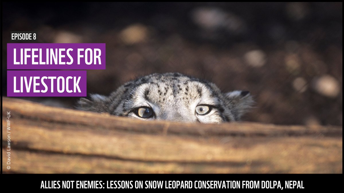 WWFNepal's tweet image. Watch this video to learn how trained veterinary technicians in Dolpa are helping provide healthcare access for livestock- ensuring communities don’t just survive, but thrive.
youtu.be/epCssPzG0Pg?fe…
#HealthyHerds #ZoonosesPrevention #PeopleAndWildlife