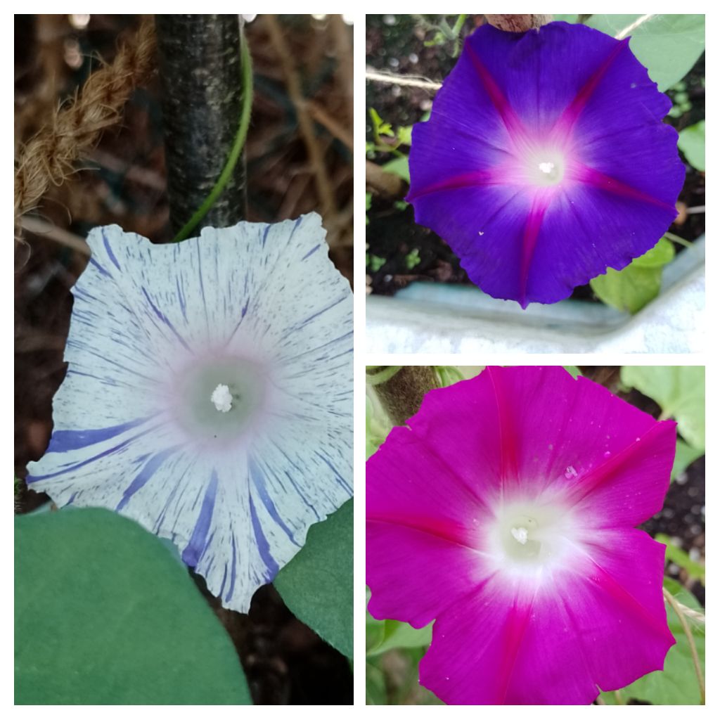 BuffbayB's tweet image. Morning Glory rewards me for early morning watering. Hope you're all keeping cool and hydrated. Blessings 🌞