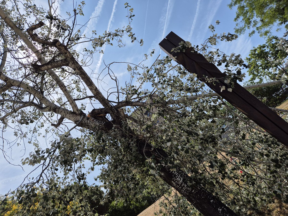 El consistori d Barcelona no estima els arbres. Cada dia en tallen i no els reposen o si es trenquen, els poden i no els hi fan el tractament. No estimen la terra, no estimen els qui gaudim de la seva presència: ombra, q criden la pluja. Fan desaparèixer la vida. Terra arrassada.