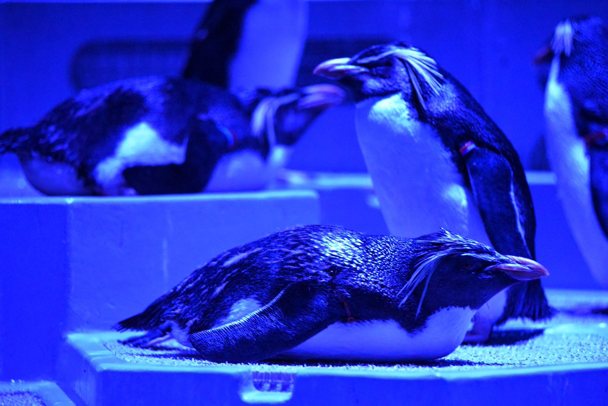 aoaoao様 AOAO SAPPORO（アオアオ サッポロ） on X