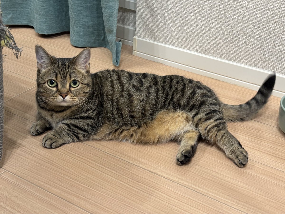 monamofumofu's tweet image. あ〜〜〜〜〜〜〜〜1週間ぶりの猫〜〜〜〜〜〜〜〜〜〜