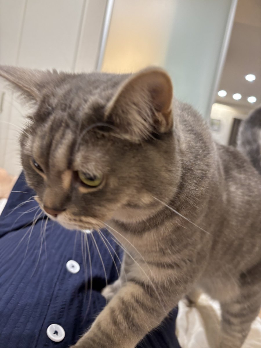monamofumofu's tweet image. あ〜〜〜〜〜〜〜〜1週間ぶりの猫〜〜〜〜〜〜〜〜〜〜