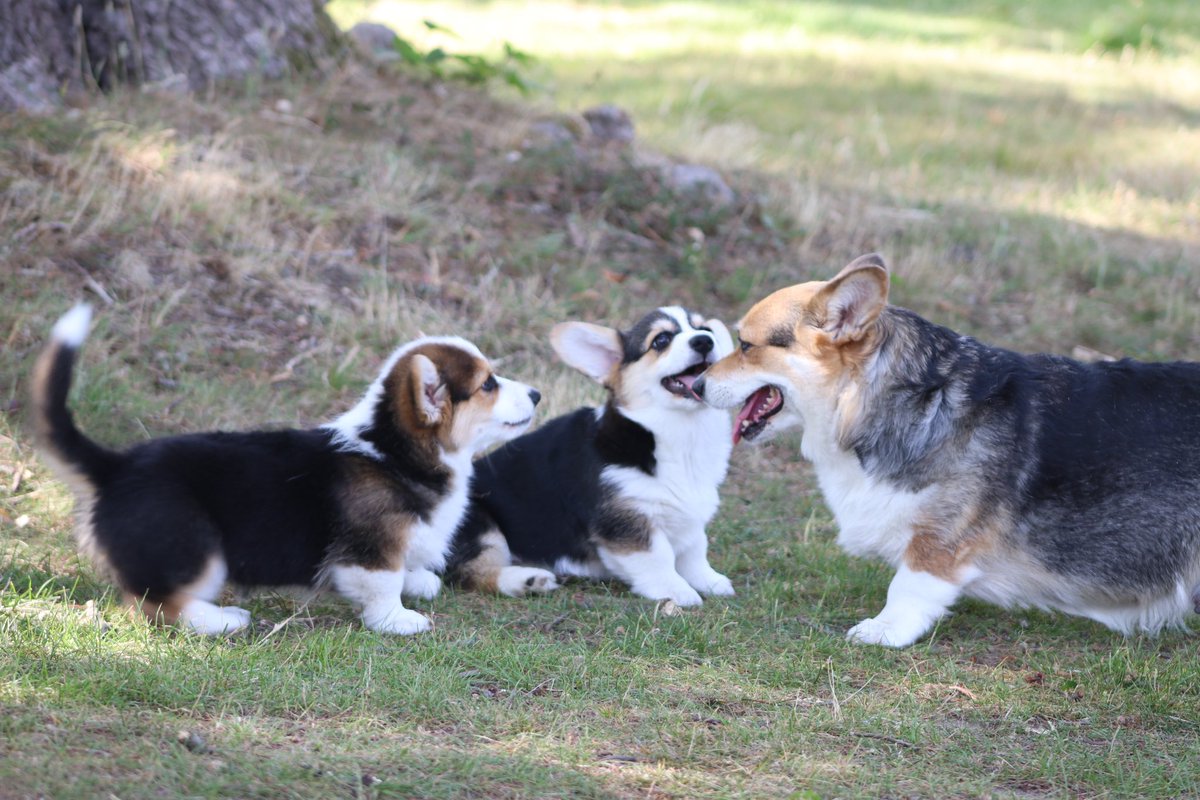 Some puppy love on this beautiful, sunny Thursday☀️🐶
