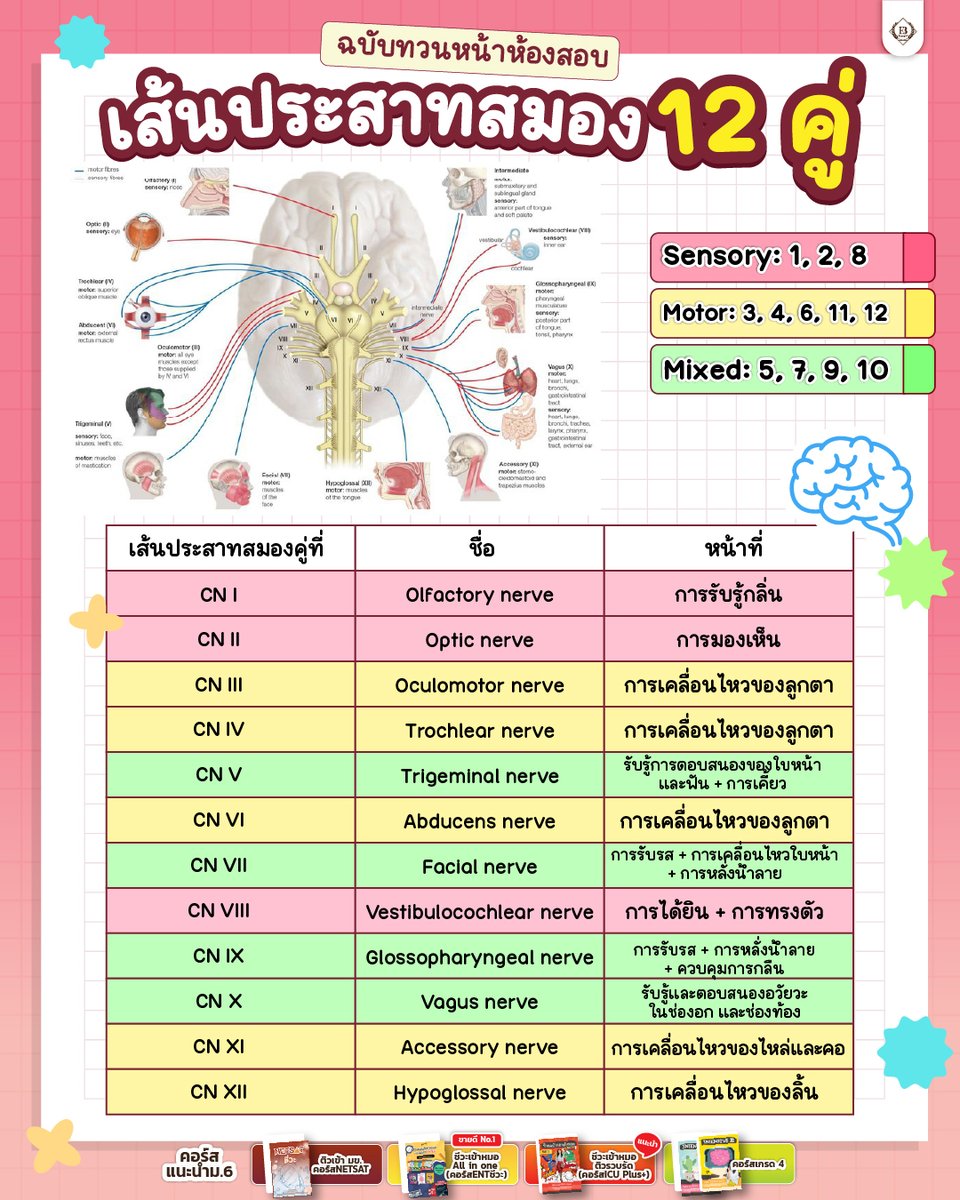 ชีวะครูฝ้าย🧠🌟#dek70 tweet media