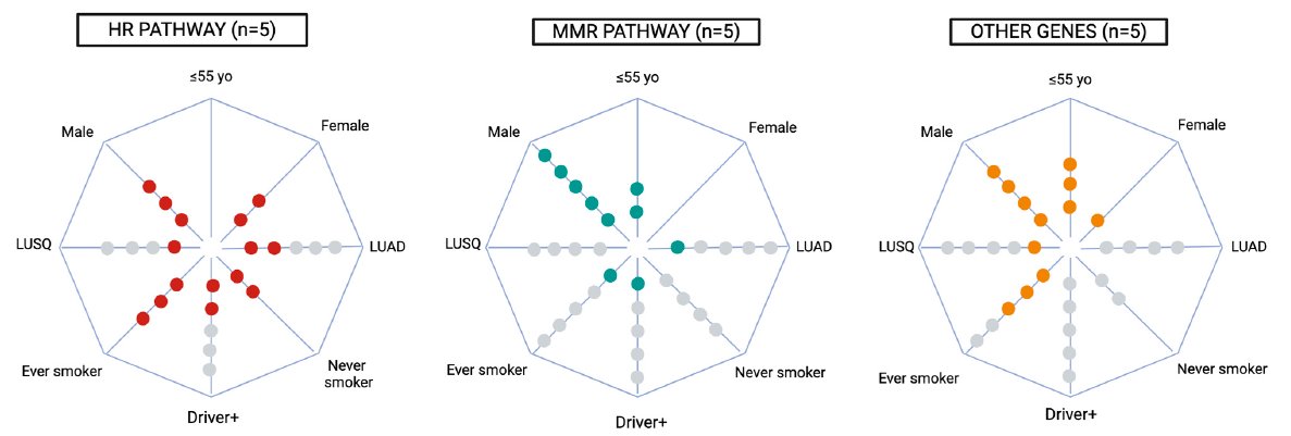 Patients with LC and confirmed PGV (n=15):
👉Mostly male (80%) 
👉Median age 60 yrs
👉89% smokers
👉Adenocarcinoma (3/5), squamous (2/5)
👉All analyzed tumors had actionable mutations (KRAS, EGFR)‼️