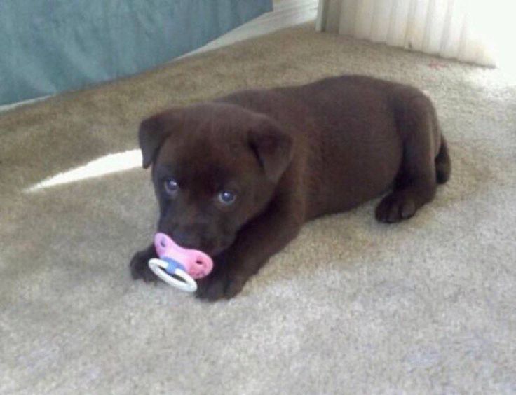 out of context dogs (@contextdogs) on Twitter photo 