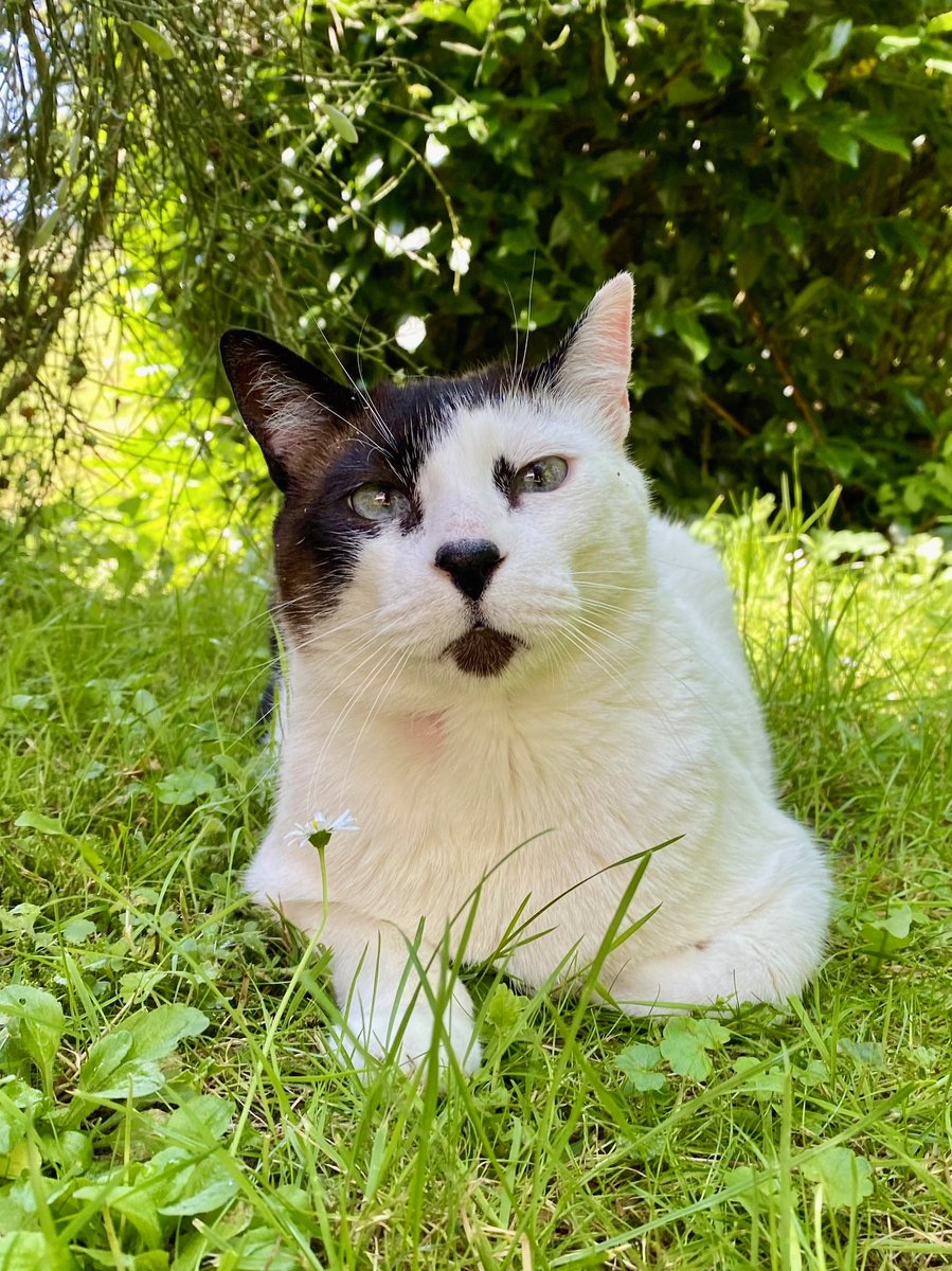 Rudi in the shade. #CatsOfTwitter #CatsOfX