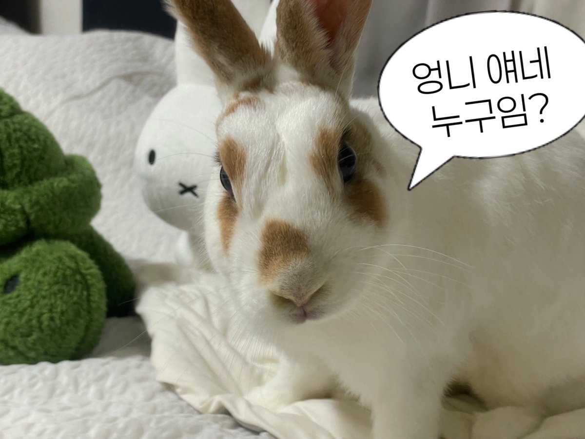 너네누군데 (안뇽 반가워)
  ㄴ 말풍선바뀌엇어살구야