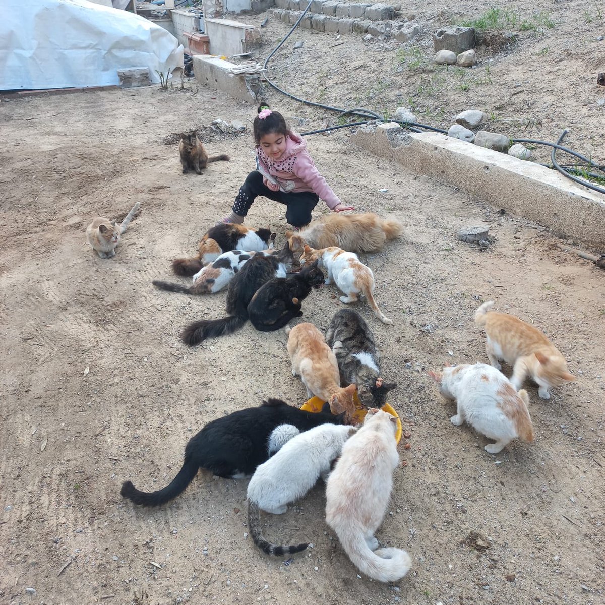 Whoever rejects the law of gravity lives among the rocks, searching for orchards.
 I learned through war that survival is not for the strongest or the smartest. I learned that survival belongs to the person who possesses resilience. I learned the meaning of being most responsive