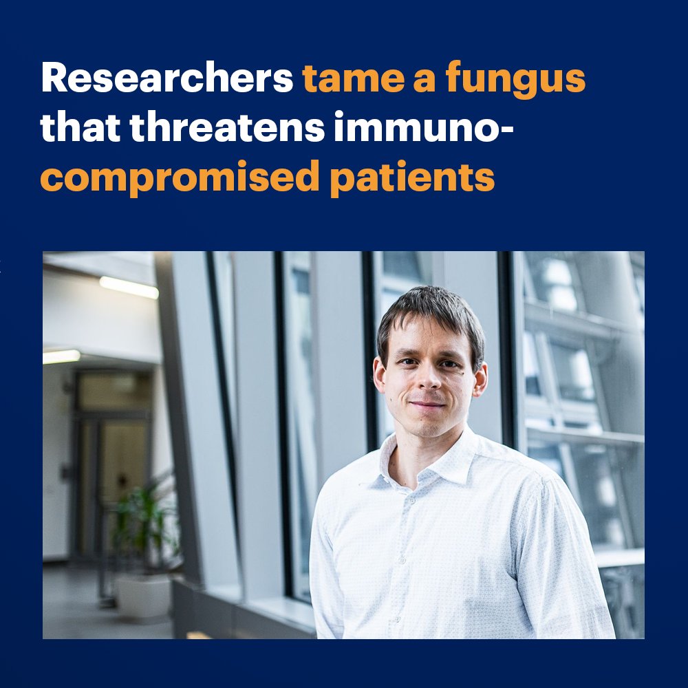 IOCBPrague's tweet image. 🧫 An #IOCBPrague @CzechAcademy team led by @konvalinka_jan has developed a compound that destroys the yeast #Cryptococcus neoformans – a fungus which is life-threatening for people with weakened immune systems – in laboratory settings. 🧵

#cryptococcus #fungi #iocb…