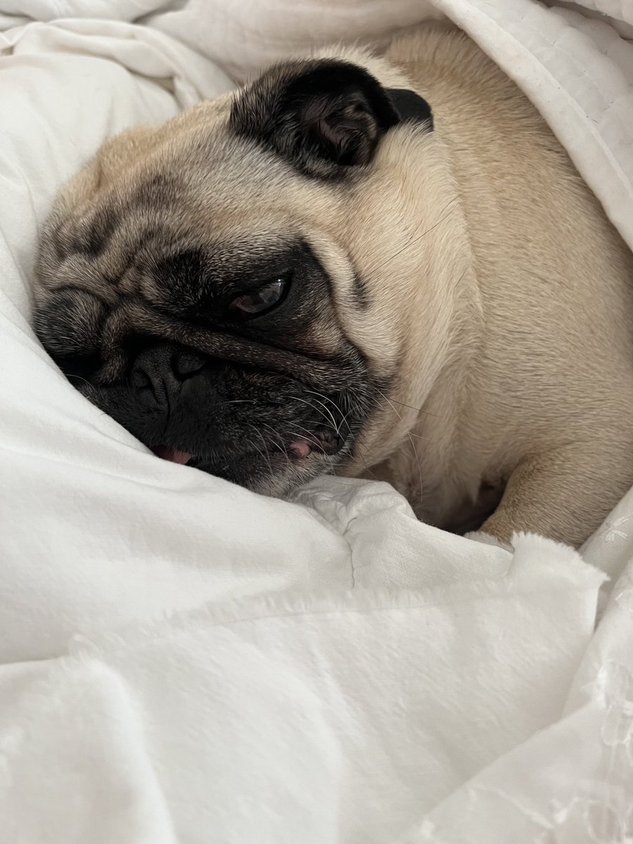 Sleeping in this morning. Go about your day mom I am tired.😆🥱🛏️🛌💤