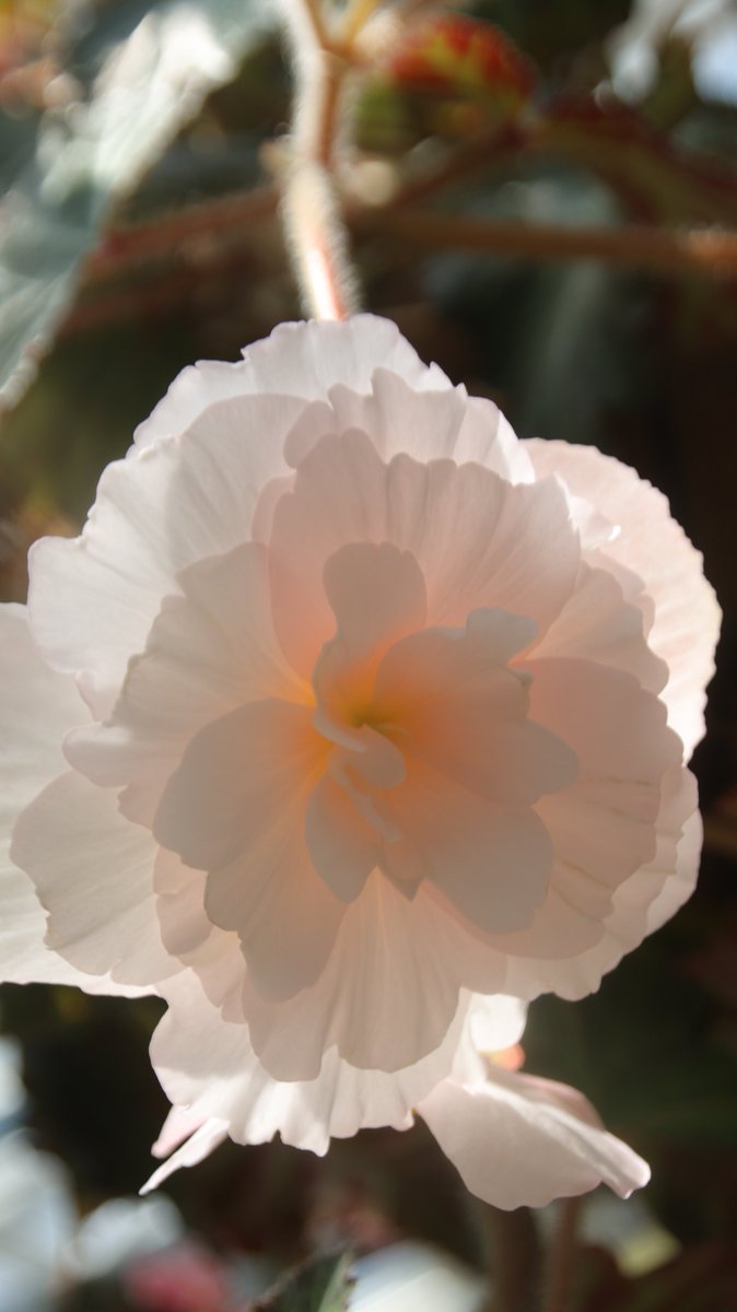 gontanokoneroku's tweet photo. Tuberous begonia 😃

#Photography #TuberousBegonia #BegoniaTuberhybrida https://t.co/1qNZYUprww