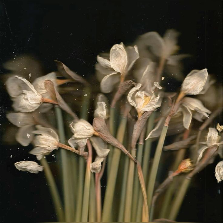 fading daffodil