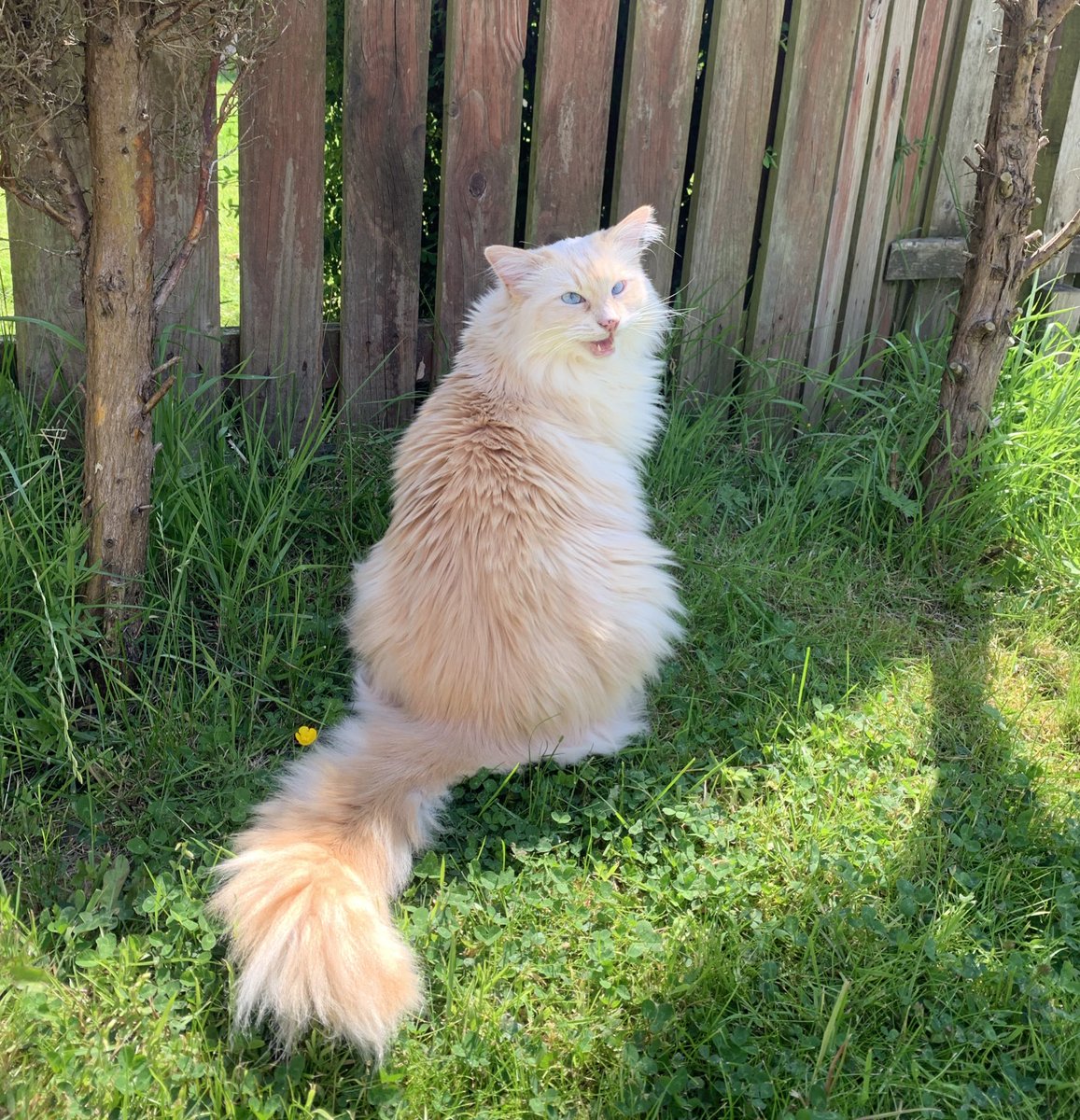 SignorDexter's tweet image. Italian 🇮🇹 word of the day is…. 

GIARDINO! (jar-dee-noh) 

Sono nel mio giardino 

I am in my garden 🏡