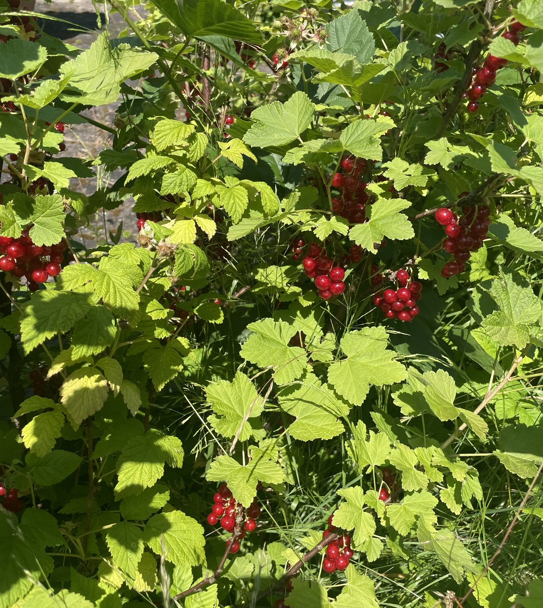svs1946's tweet image. #Ribisel sagt man in Niederbayern zu Johannisbeeren.
Schön, wenn man die im Garten hat.
Stile entfernen ist zwar etwas mühsam; für diesen Kuchen lohnt es sich aber…  😋