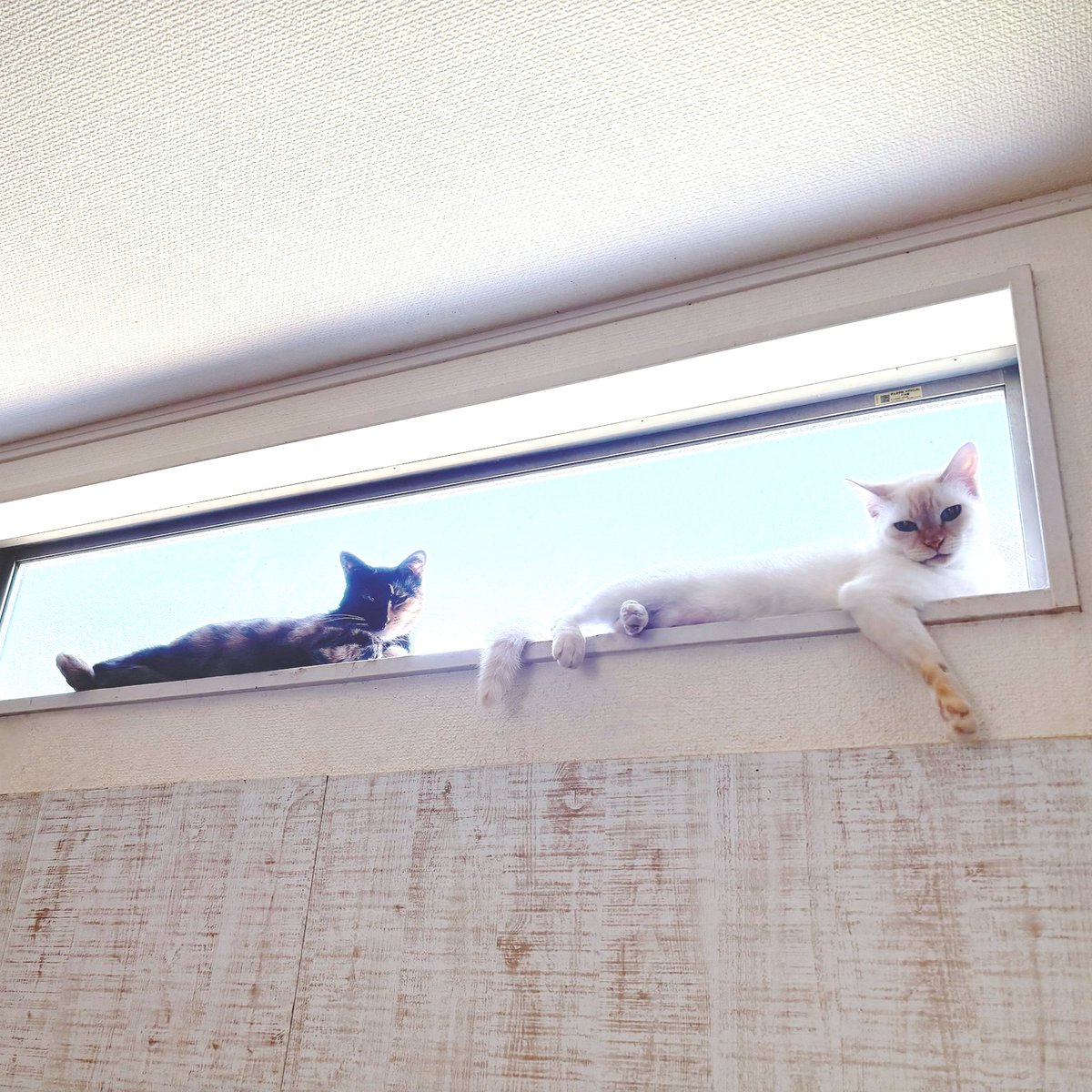暑すぎる…エアコン様様ですね🥵
何故か日がめちゃくちゃ当たる窓辺がお好きな、くまちゃん＆しろちゃん💦