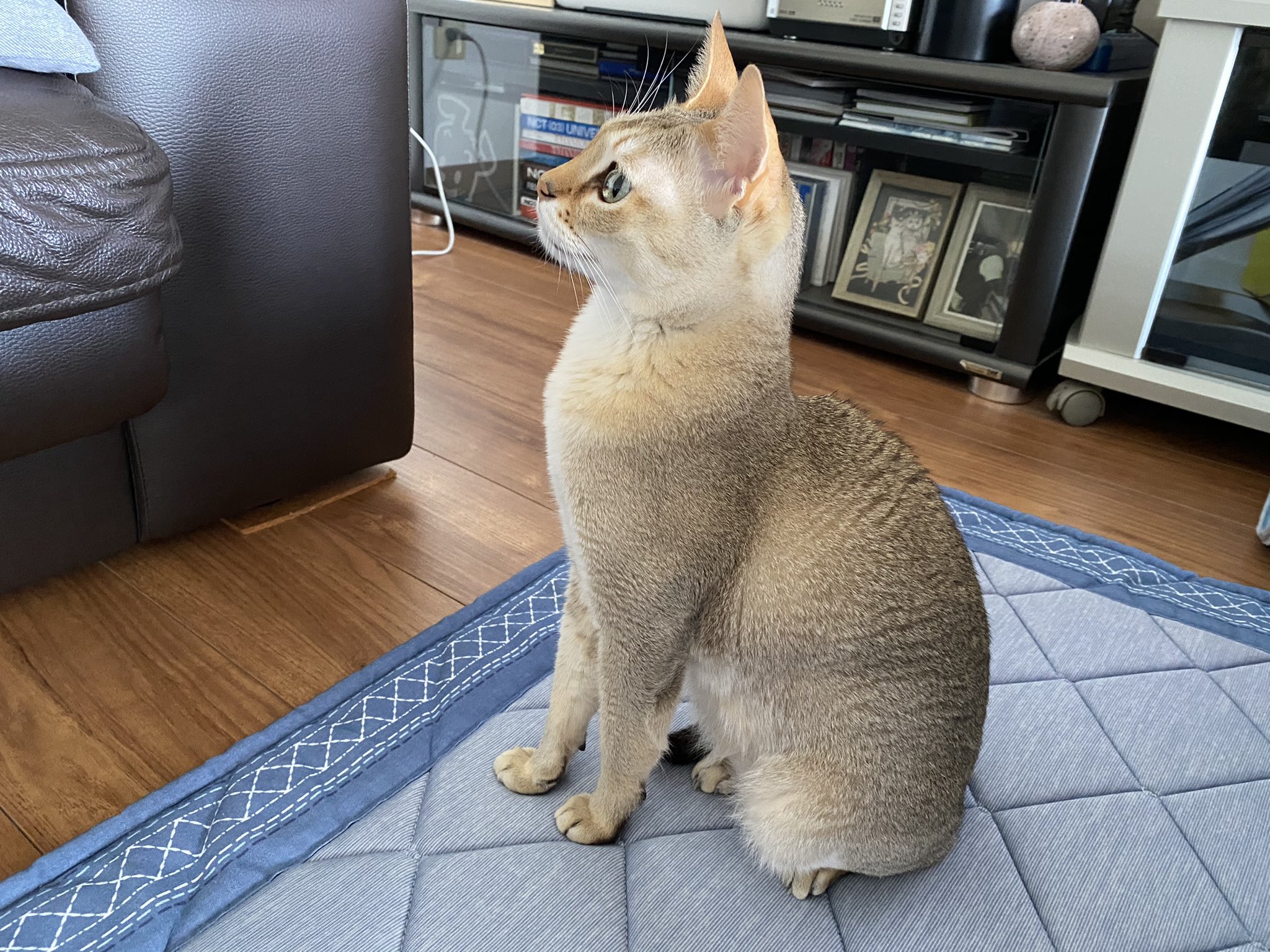 𝐨𝐜𝐡𝐚𝐥𝐢𝐬𝐭∞ | ∞ ✳︎ ✳︎ レアな黒猫が集結