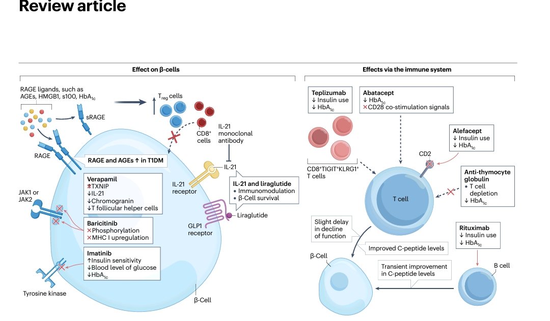 🏥Type 1 Diabetes Mellitus Prevention: Present and Future (Henriques et al., Nature Reviews Endocrinology, 2025) 
🎯 ¿Podemos prevenir la Diabetes tipo 1? 🧬
1️⃣ 📊 Epidemiología preocupante
➡️ Incidencia 2022: 533.000 casos nuevos
➡️ 8,75 millones de personas viven con DM1
➡️