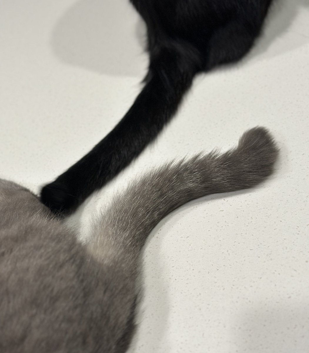 서로 꼬리 탕탕치면서 짜증부리는중