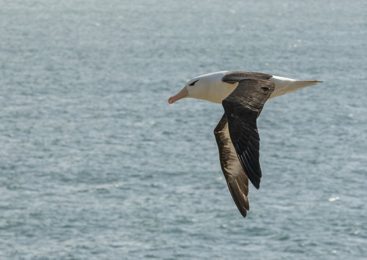 🌍 Happy World Albatross Day! 🐦💙

Today we celebrate the albatross — one of the ocean’s most awe-inspiring travellers. Gliding across vast oceans with ease, these seabirds remind us just how interconnected our planet truly is.

Albatrosses depend on healthy marine environments