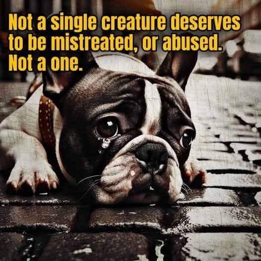 Dog Lovers (@doglovers03) on Twitter photo 