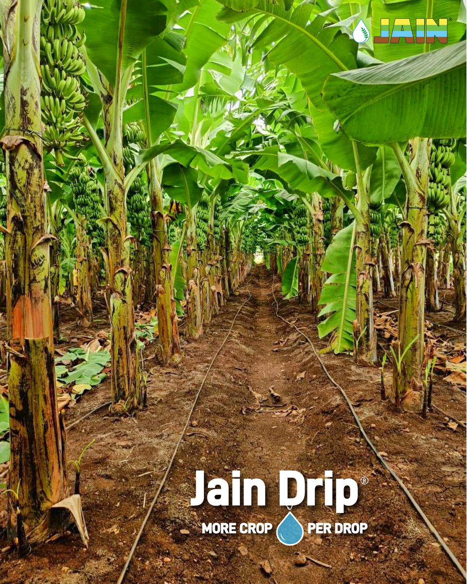 🌱 Double the Power, Double the Yield!🌱

The smartest combo in farming: Jain Drip + Jain Tissue Culture Banana Plants🍌

Precision irrigation meets premium plant quality, boosting productivity and profits.

Because great harvests start with the right partnership! ✅

#AgTech