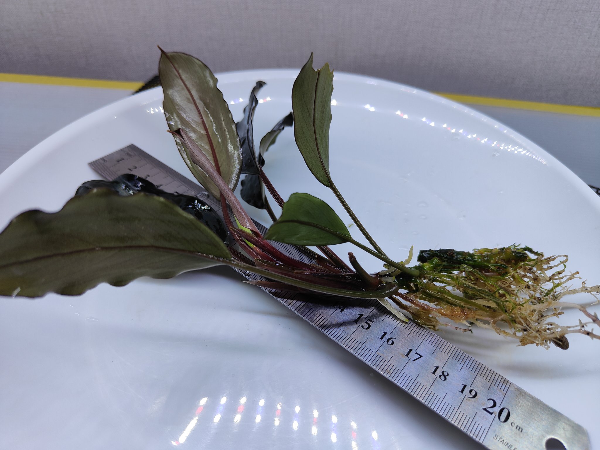 ☆Bucephalandra motleyana ① 青黒系の逸品