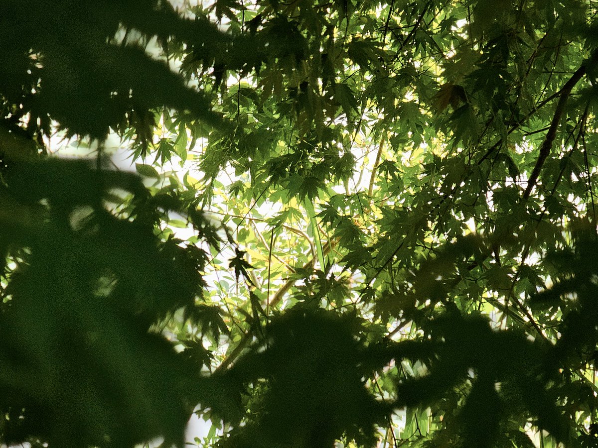 초여름 초록을 향한 나의 시선들