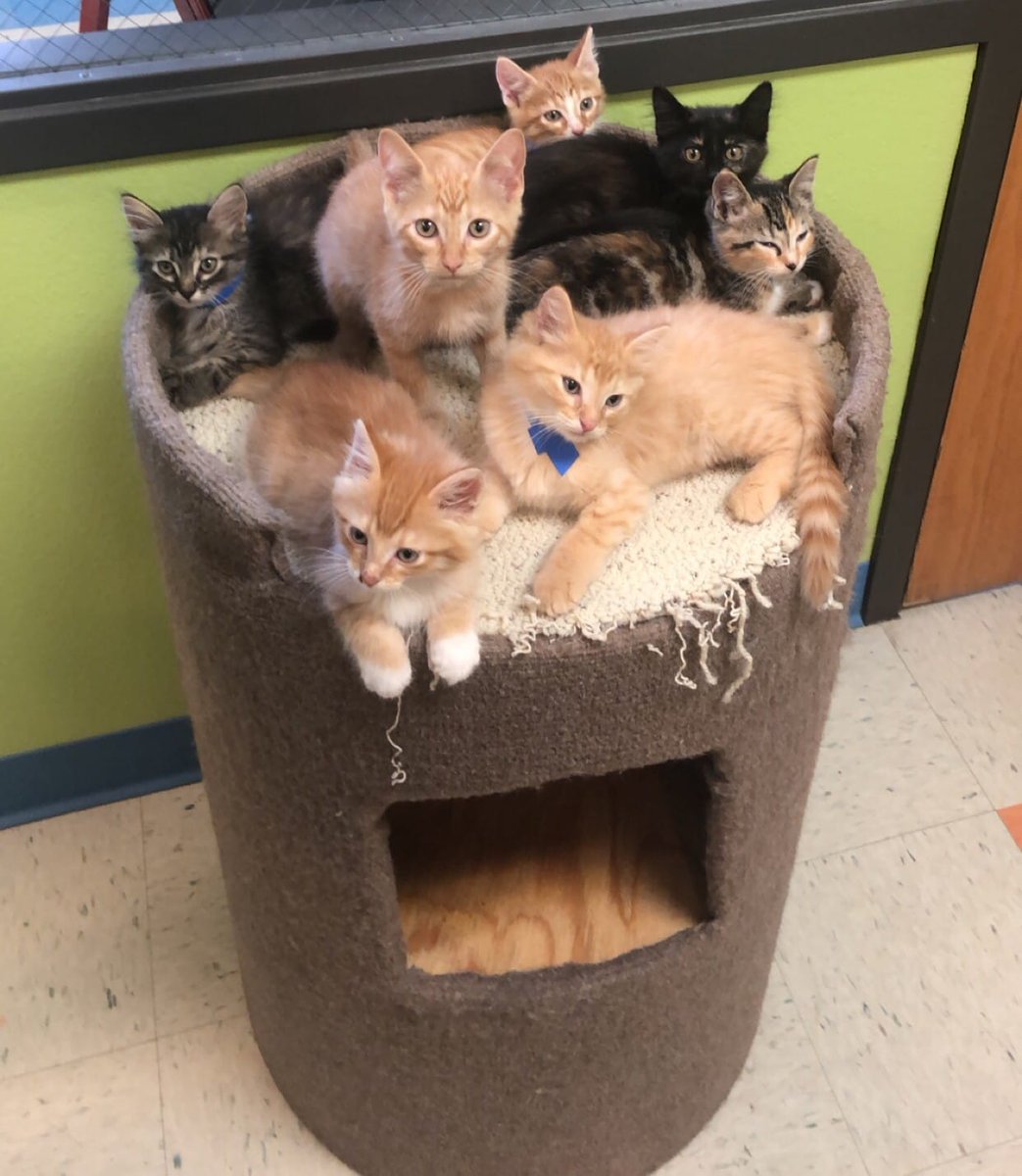 June - Adopt a Cat Month. This is to encourage people to consider adopting a cat or kitten from a local shelter or rescue organization, especially since June marks the start of “kitten season”. Meows the time to remember our feline friends when considering a new pet.