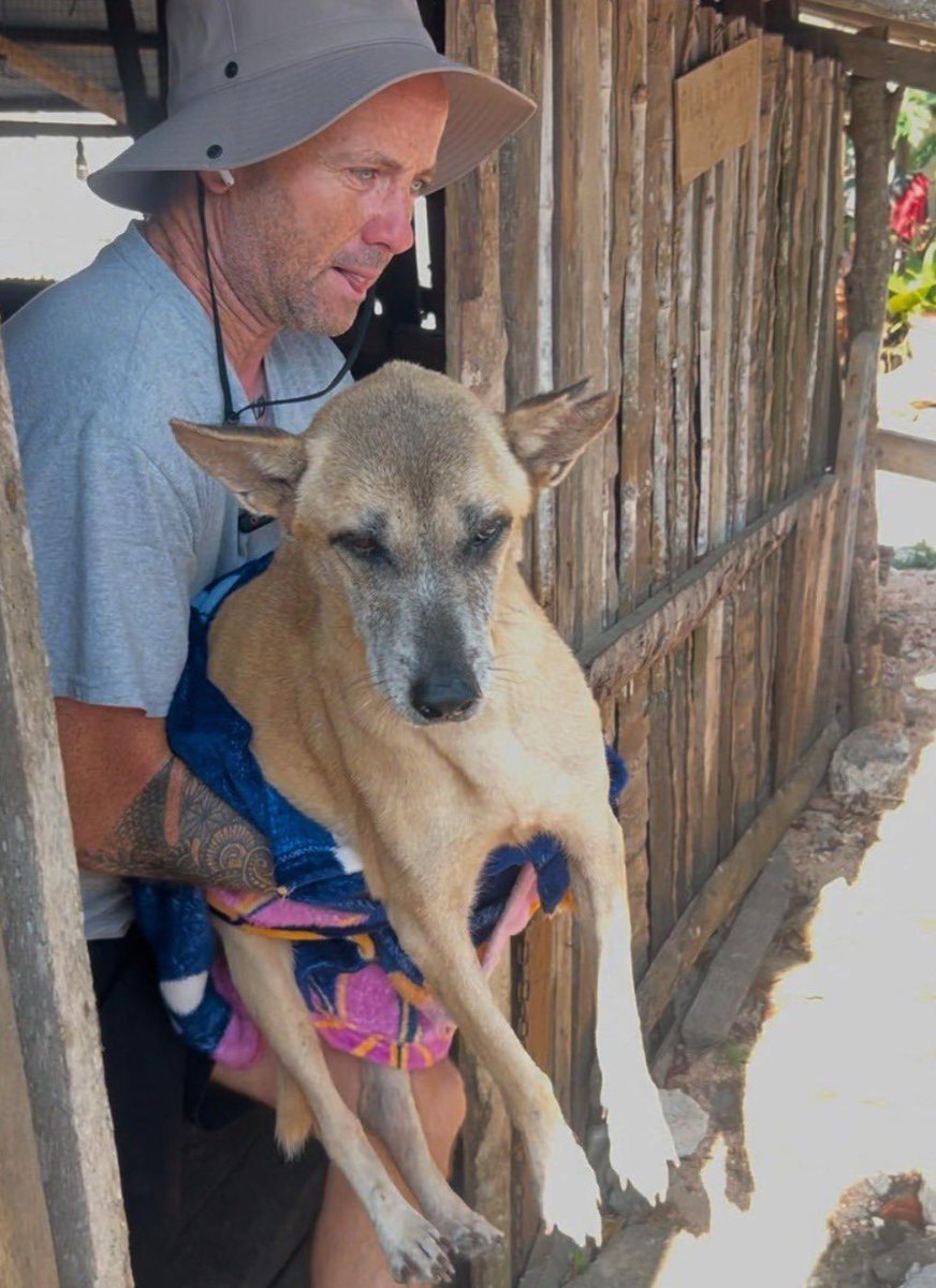 4 months ago a local lady asked for help with Maria. Her stomach was blocked and she could no longer 💩. 

The never ever thought this dog would survive let alone look like she does today… (1/7) 🧵