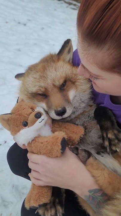 Finnegan fox and his stuffy🥰