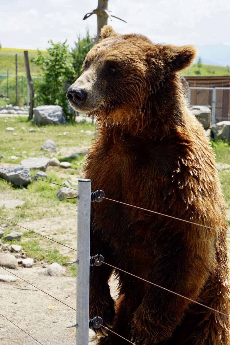 We went on a Bear watching trip recently

Now, when you go Bear watching in the mountains, you have to be very patient

Sometimes you spend hours in one location searching the area with your binoculars, before you spot a Bear

But… once we finally saw one, the most unexpected