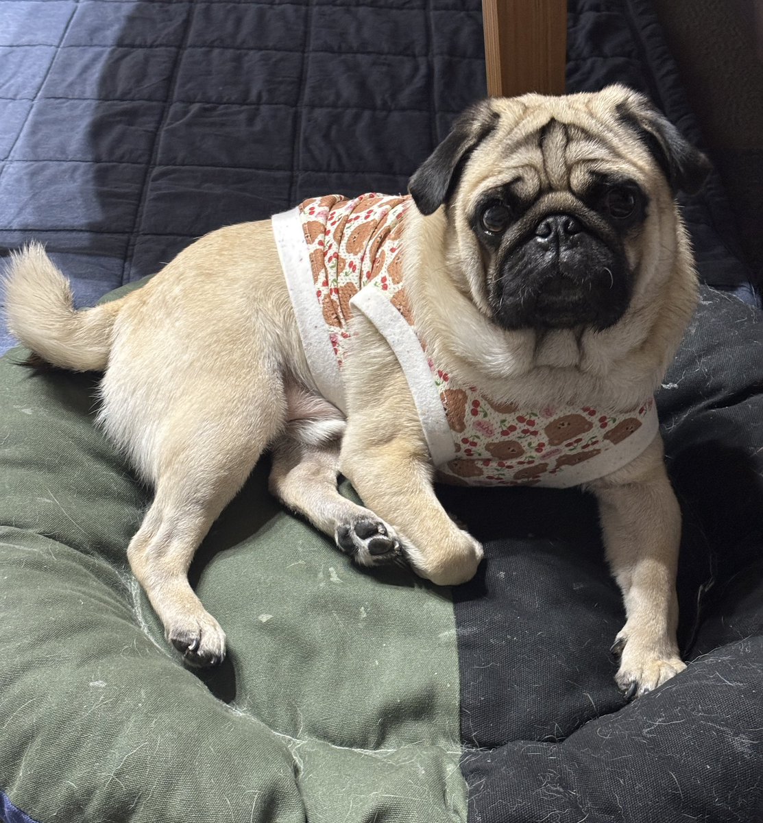 ずーっと見つめられてる🥹

#pug #パグ