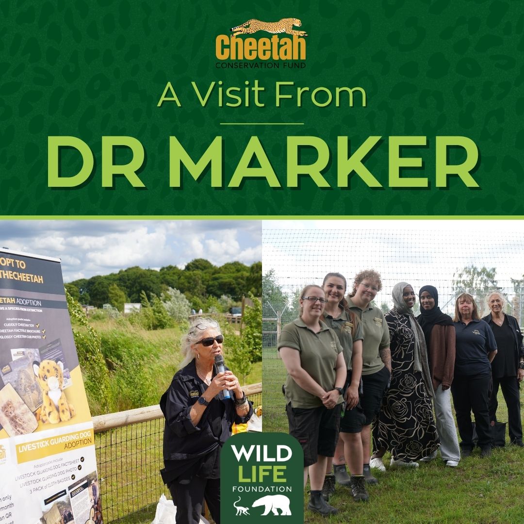 WildLife Foundation tweet media