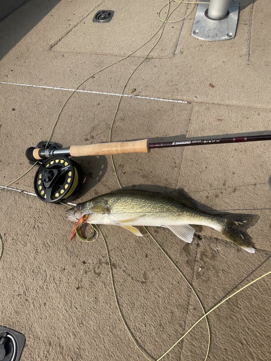 MerkelsCamp's tweet photo. #walleye on the #fly. #catchand release @Flyfishclub @Flyfishertx1 @RyanGlatter @mgaryhanson @thewalleye https://t.co/fCWXAdrkih