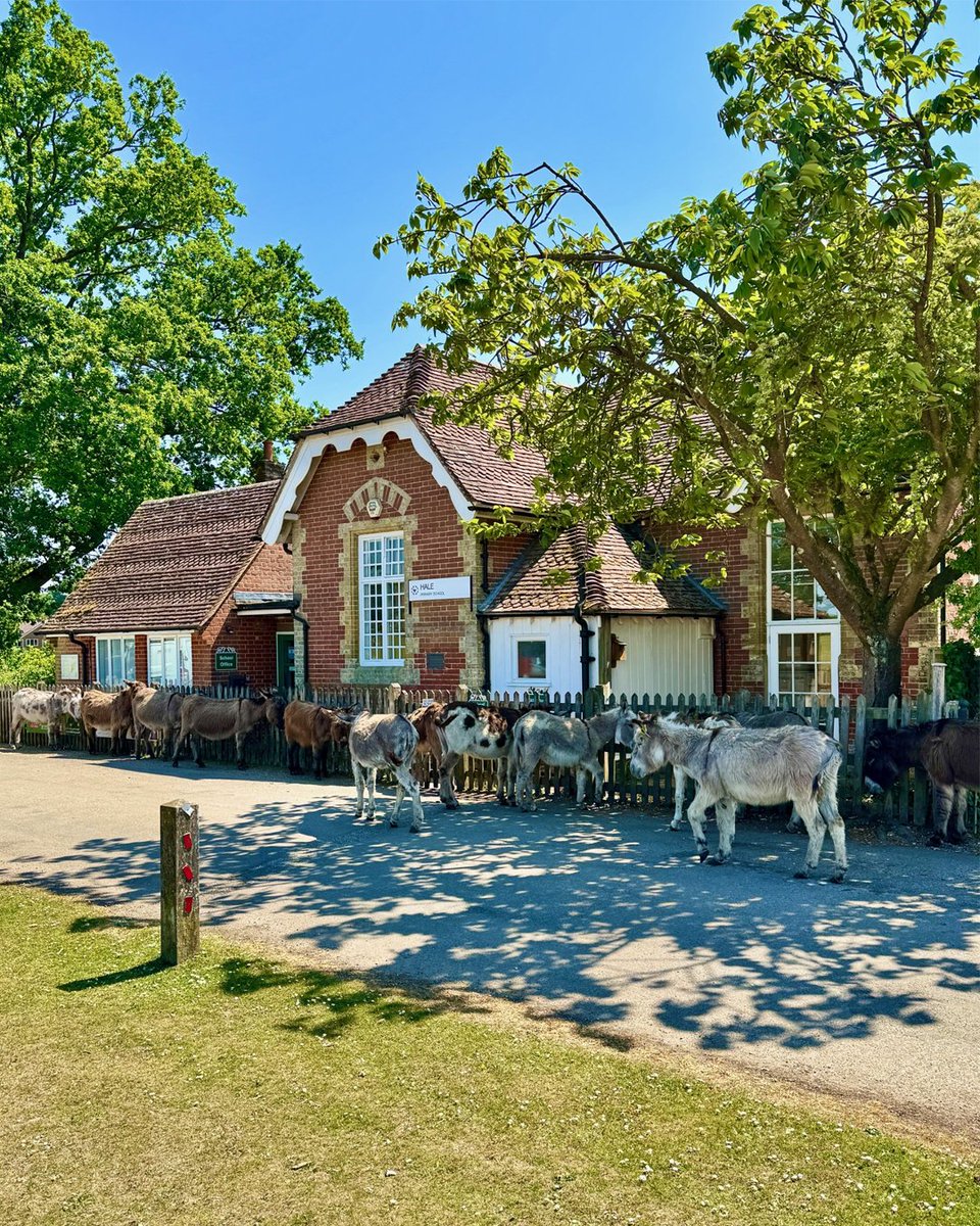 We're all ears for great ways to stay cool 😎 during hot #weather here in the New Forest !🌞  Also please always drive #WideAndSlow around Forest stock hiding in the shade 🔆  #Hale #NewForest #donkeys
