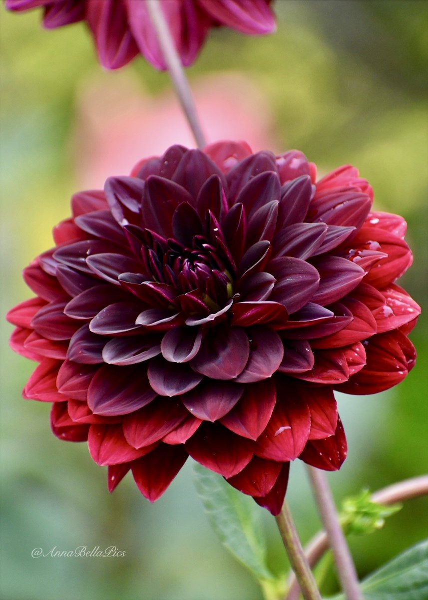 Welcome back to dahlia ‘Arabian Night’ … this dahlia has been a garden favorite for many years and keeps returning even after a freezing winter in the ground♥️🌿 #flowers #gardening