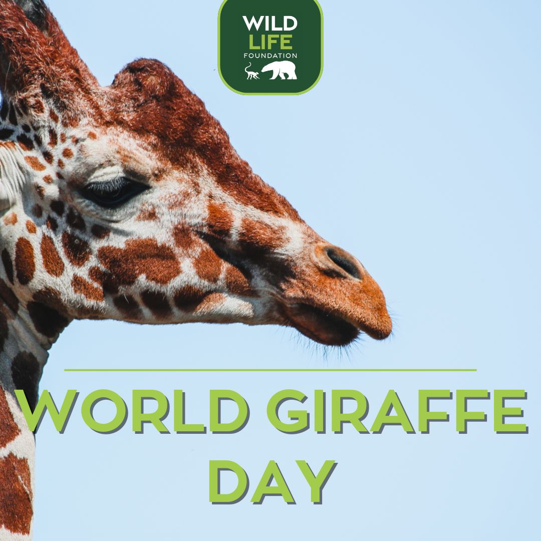 WildLife Foundation tweet media