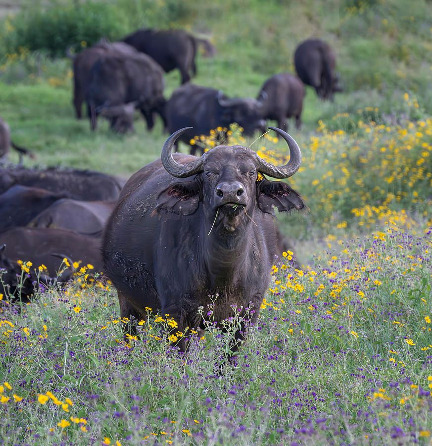 Joan Carroll (@joancarroll) on Twitter photo Cape Buffalo Tanzania Africa Artistic! buff.ly/nsXwqC6 #buffalo #capebuffalo #tanzania #africa #artistic #painterly #wildlife #wildlifephotography #nature #animals #wildflowers #artforsale #wallartforsale #giftideas <a href="/joancarroll/">Joan Carroll</a> Cape Buffalo Tanzania Africa Artistic! buff.ly/nsXwqC6 #buffalo #capebuffalo #tanzania #africa #artistic #painterly #wildlife #wildlifephotography #nature #animals #wildflowers #artforsale #wallartforsale #giftideas <a href="/joancarroll/">Joan Carroll</a>